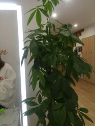-初樱科技美学问题肌修复中心