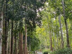 -中国科学院西双版纳热带植物园
