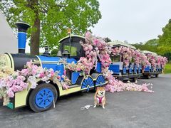 -上海鲜花港