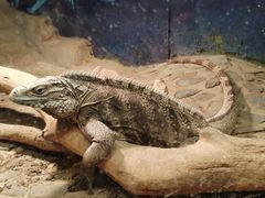 -上海大自然野生昆虫馆