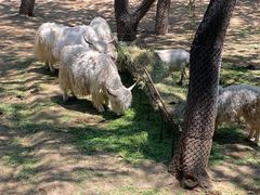 -石家庄市动物园