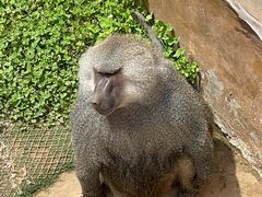 -西霞口神雕山野生动物世界