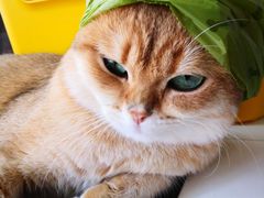 -东方名猫馆·英短金渐层布偶猫舍(环线广场1号楼店)