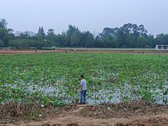 -三圣花乡旅游区
