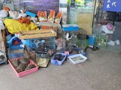 -双季花艺园艺市场(浦东店)