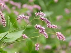 -白渔泡湿地公园