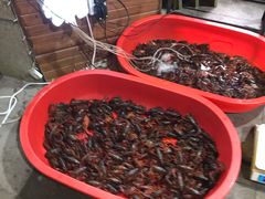 龙虾-陆记牛庄·碳锅龙虾烧烤(爱上花园店)