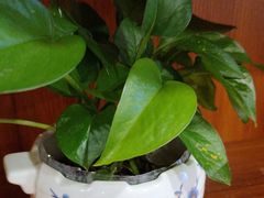 -香山湖渔家大院