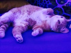 -Sirena海妖日咖夜酒