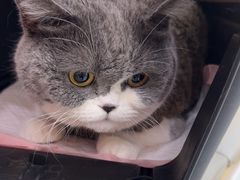 -瑞派康怡24h宠物医院·犬猫医疗中心·微创绝育(瑞景分院)