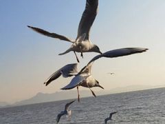 -深圳湾公园(南山区)