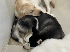 -共舞时光猫咖·狗咖(新街口店)