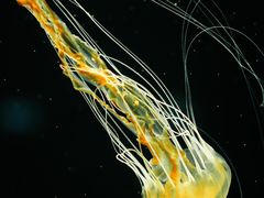 -欢乐海岸海洋奇梦馆
