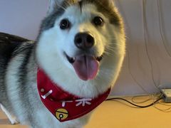 -Husky Go! 哈士奇体验馆·宠物咖啡厅狗咖