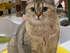 -COLOR PETS 撸猫馆·购猫·猫咖(长风大悦城店)