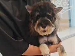 -帕帕拉兹宠物(亚洲旗舰店)