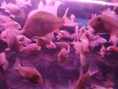 -中环花鸟鱼虫市场