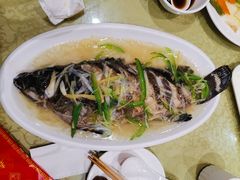 清蒸石斑鱼-春江饭店(共青团路总店)
