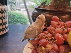 -自由生长植物工作室(深港花卉中心店)