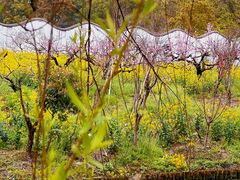 -南汇桃花村