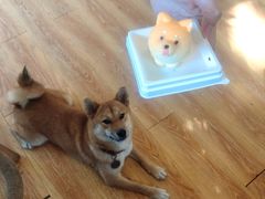 -柴犬高等学院·狗咖·柴犬售卖·宠物训练