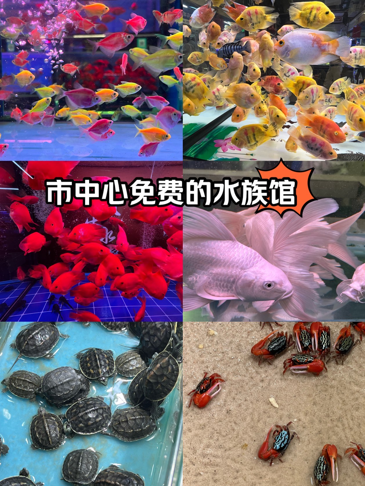 虹桥花鸟水族城图片