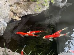 -鲤院·新中式美学·庭院餐厅(夫子庙店)