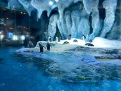 -帝企鹅自助餐厅•儿童岛•真企鹅(长隆企鹅酒店)