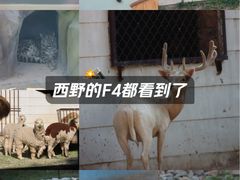 -青藏高原野生动物园