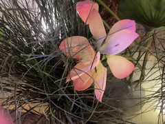 -蓉和妈妈菜·芙蓉花开(高新店)