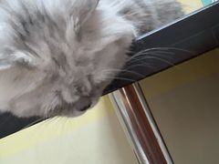 -安安宠医宠物医院·异宠·犬猫内科(岳阳分院)