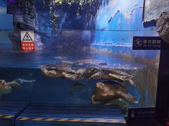 -烟台海昌鲸鲨海洋公园