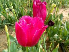 -洛阳郁金香牡丹园