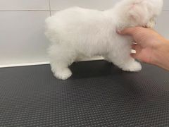 -comecome来吧宠物(奥克斯中心店)