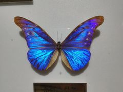 景点-上海昆虫博物馆