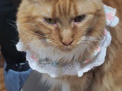 -MOCHA明星猫咖(田子坊店)