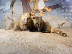 点击看大图 -Zoolung Zoolung动物主题公园(海信广场店)