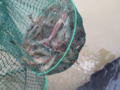 -辉记虾塘海鲜农庄
