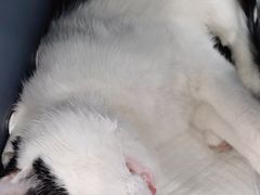 -纳吉亚猫专科动物诊疗中心(蒋宅口分院)