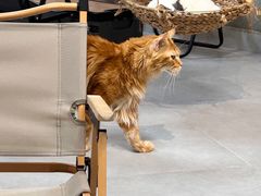 -Heymao猫咖.咖啡厅(东门店)