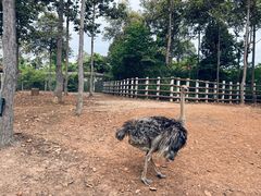 -清迈夜间动物园