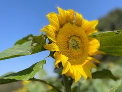 -松山湖梦幻百花洲