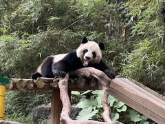 -广州长隆野生动物世界
