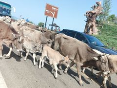 -新疆那拉提国家旅游度假区