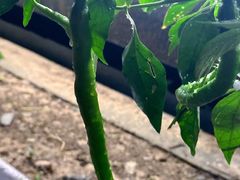 -树厨贵州菜(铜仁花果山店)