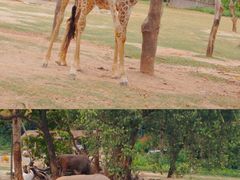 -广州长隆野生动物世界