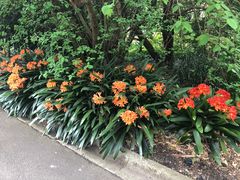 -墨尔本皇家植物园