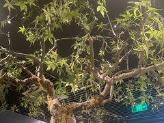 -绿茶餐厅(壹方天地店)