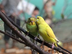 -上海大自然野生昆虫馆(东方明珠·爬宠昆虫探索中心)