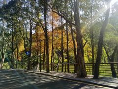 -深圳仙湖植物园-停车场